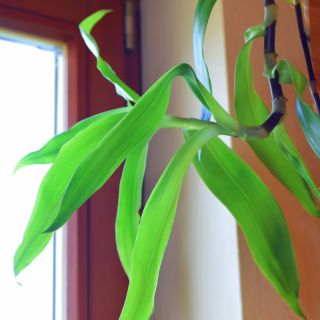 Callisia fragrans
